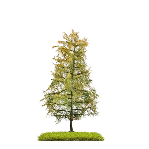H0 Lärche Spätsommer 140mm
