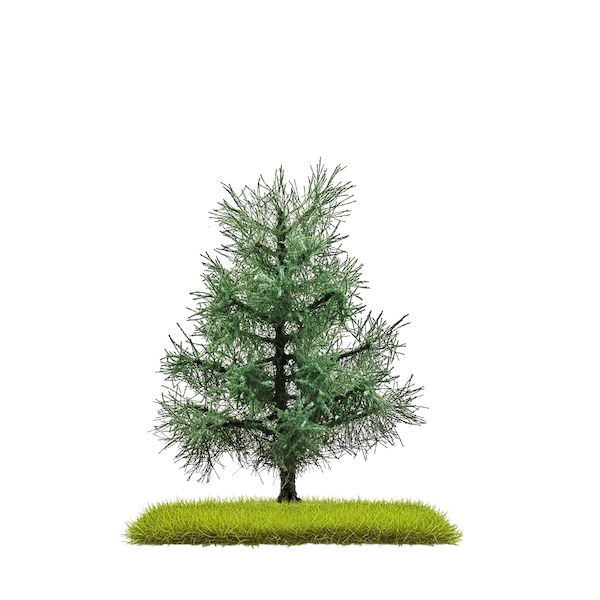 H0 2 Tannen 80 mm