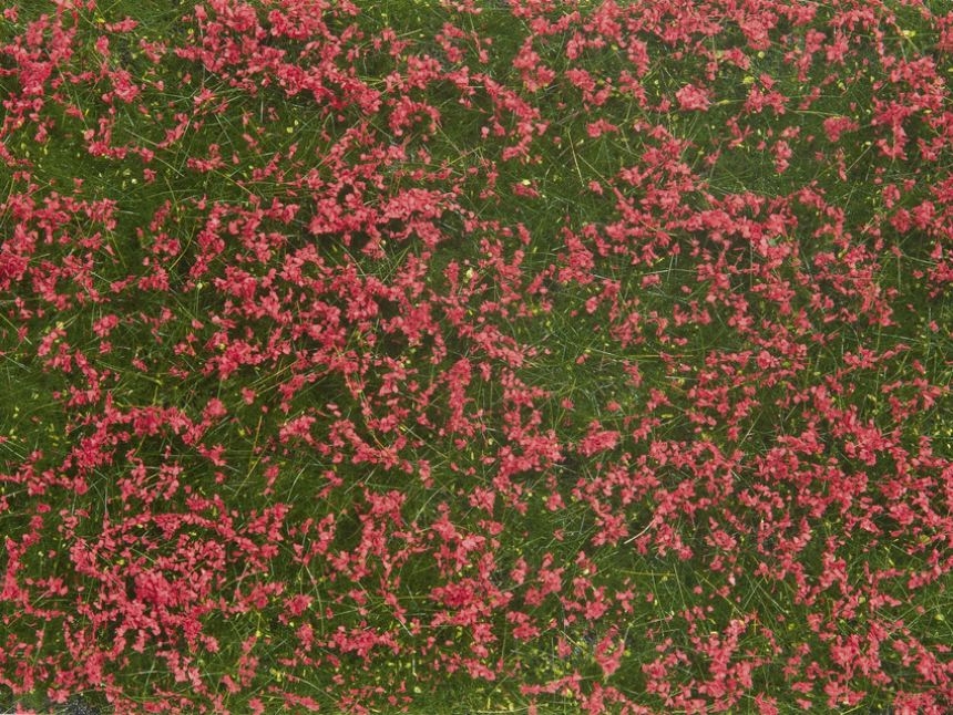 0 Bodendecker-Foliage Wiese rot 12 x 18 cm