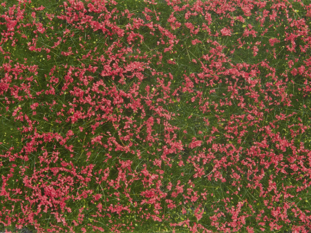 0 Bodendecker-Foliage Wiese rot 12 x 18 cm