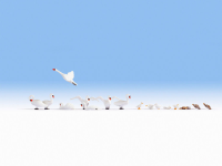 H0 Schwäne und Enten