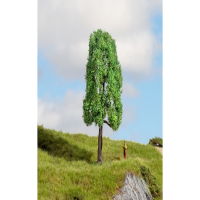 Baum Esche 13cm hoch