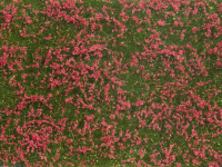 0 Bodendecker-Foliage Wiese rot 12 x 18 cm