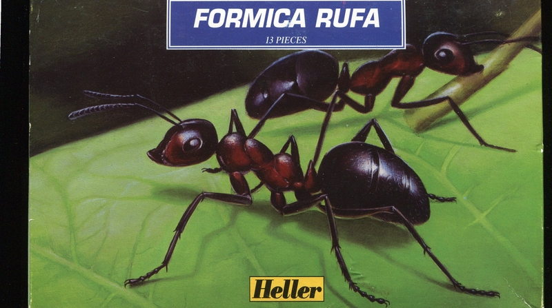 Formica Rufa  Ameise