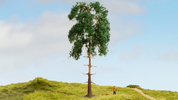 Baum Kiefer 18cm hoch