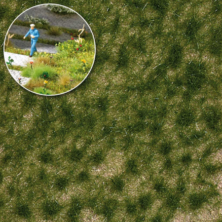 Grasbüschel lang,Spätsommer