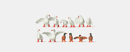 G&#228;nse und Enten an Land