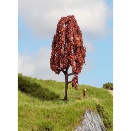 Rotbuche 10cm hoch