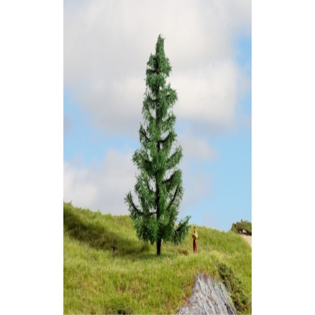 Fichte 15cm hoch