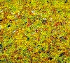 0 Sommerwiesen-Gras 2,5 mm 100g Beutel