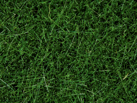 0,H0,N Wildgras dunkelgr&#252;n 50g Beutel