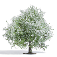 H0 Apfelbaum 75, bl&#252;hend H0