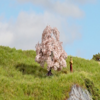 Kirschbaum 6cm hoch