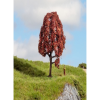 Rotbuche 10cm hoch