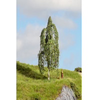 Baum H&amp;#228;ngebirke 12cm hoch